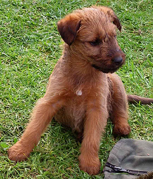 Irish Terrier Information, Bilder, Preis