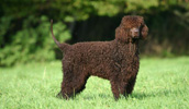 Irish Water Spaniel Information, Bilder, Preis