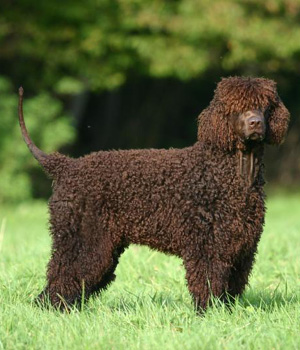 Irish Water Spaniel Information, Bilder, Preis