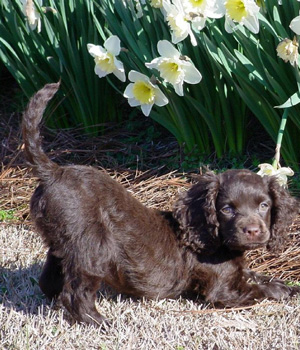 Irish Water Spaniel Information, Bilder, Preis