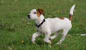 Jack Russell Terrier Information, Bilder, Preis