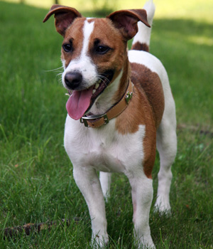 Jack Russell Terrier Information, Bilder, Preis