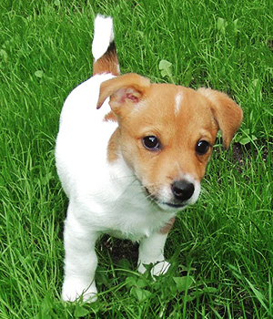 Jack Russell Terrier Information, Bilder, Preis