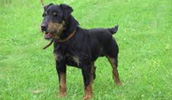 Jagdterrier Information, Bilder, Preis