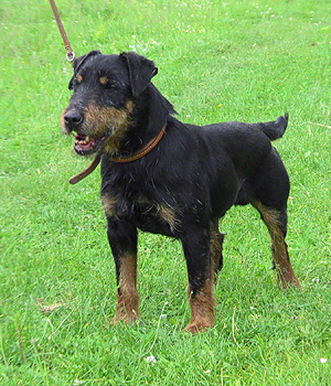 Jagdterrier Information, Bilder, Preis