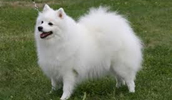 Japan Spitz Information, Bilder, Preis