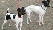 Japanischer Terrier Information, Bilder, Preis