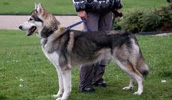 Kanadischer Eskimohund Information, Bilder, Preis