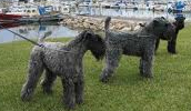 Kerry Blue Terrier Information, Bilder, Preis