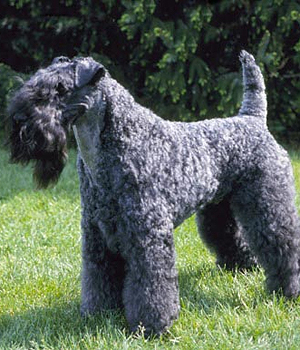 Kerry Blue Terrier Information, Bilder, Preis