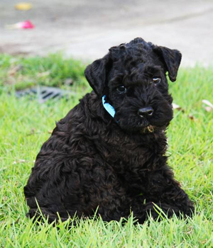 Kerry Blue Terrier Information, Bilder, Preis