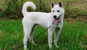 Kishu Information, Bilder, Preis