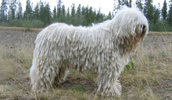 Komondor Information, Bilder, Preis