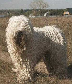 Komondor Information, Bilder, Preis