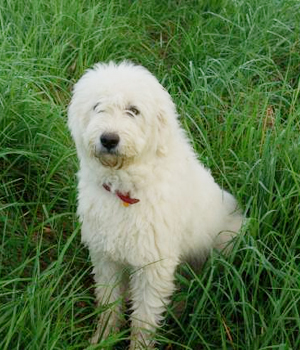 Komondor Information, Bilder, Preis