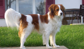 Kooikerhondje Information, Bilder, Preis