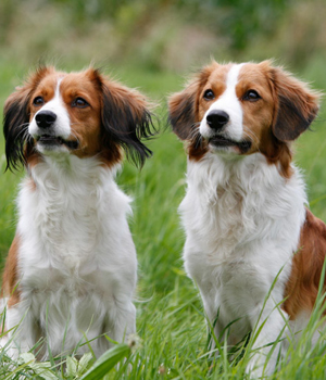 Kooikerhondje Information, Bilder, Preis