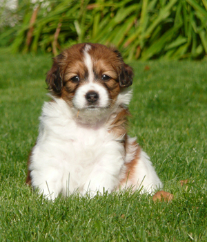 Kooikerhondje Information, Bilder, Preis