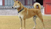 Korean Jindo Dog Information, Bilder, Preis