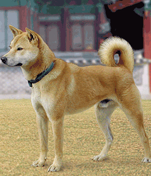 Korean Jindo Dog Information, Bilder, Preis