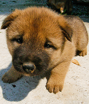 Korean Jindo Dog Information, Bilder, Preis