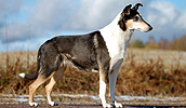 Kurzhaarcollie Information, Bilder, Preis