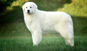 Kuvasz Information, Bilder, Preis