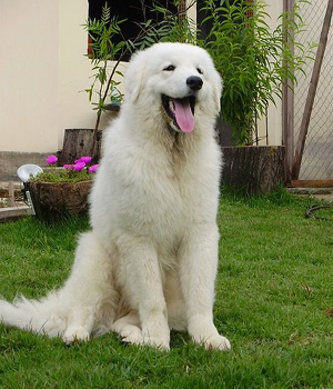 Kuvasz Information, Bilder, Preis