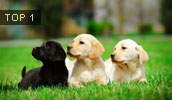 Labrador Retriever Information, Bilder, Preis