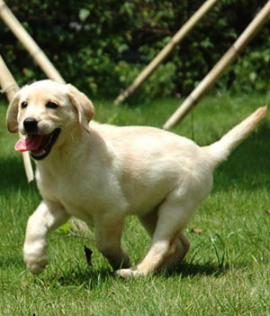 Labrador Retriever Information, Bilder, Preis