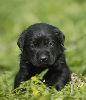 Labrador Retriever Information, Bilder, Preis