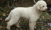 Lagotto Romagnolo Information, Bilder, Preis