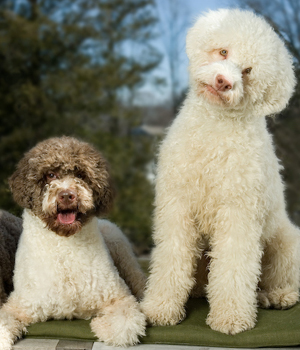 Lagotto Romagnolo Information, Bilder, Preis