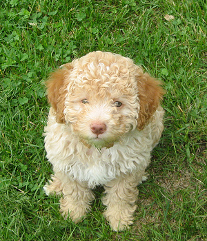 Lagotto Romagnolo Information, Bilder, Preis