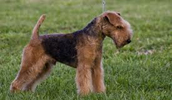 Lakeland Terrier Information, Bilder, Preis