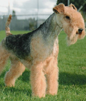 Lakeland Terrier Information, Bilder, Preis