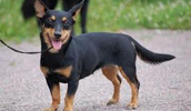 Lancashire Heeler Information, Bilder, Preis