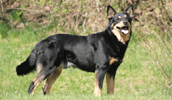 Lappländischer Rentierhund Information, Bilder, Preis