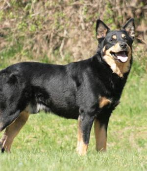 Lappländischer Rentierhund Information, Bilder, Preis