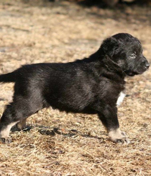 Lappländischer Rentierhund Information, Bilder, Preis