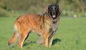 Leonberger Information, Bilder, Preis