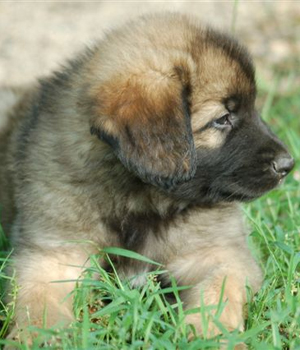 Leonberger Information, Bilder, Preis