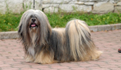 Lhasa Apso Information, Bilder, Preis