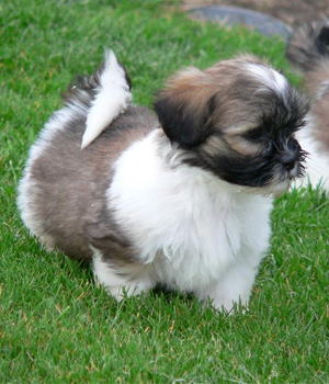 Lhasa Apso Information, Bilder, Preis