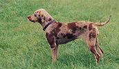 Louisiana Catahoula Leopard Dog Information, Bilder, Preis