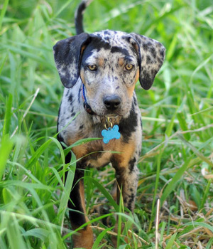 Louisiana Catahoula Leopard Dog Information, Bilder, Preis