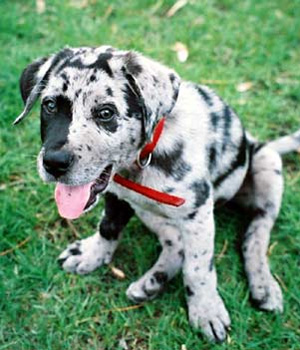 Louisiana Catahoula Leopard Dog Information, Bilder, Preis