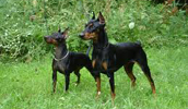 Manchester Terrier Information, Bilder, Preis