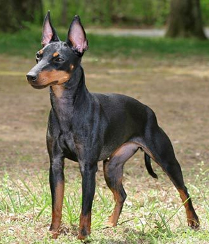 Manchester Terrier Information, Bilder, Preis