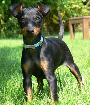 Manchester Terrier Information, Bilder, Preis